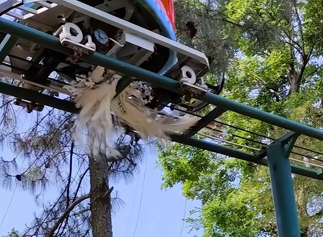 孔雀遭拔毛被碾死亡，孩子幸灾乐祸！我们看到家庭教育的缺失